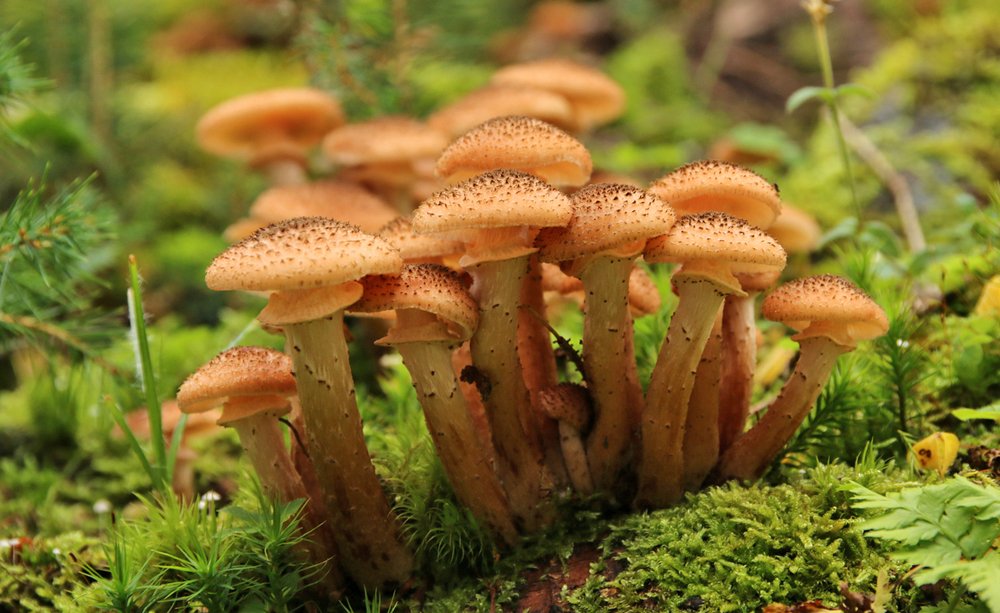 Hallimasch essbar: Alles, was du über diesen besonderen Pilz wissen solltest hallimasch essbar